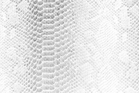 Skin snake background White snake skin texture Close-up
