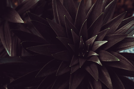 Copy space darck leaf tree with abstract texture background. Vintage tone filter effect color style....