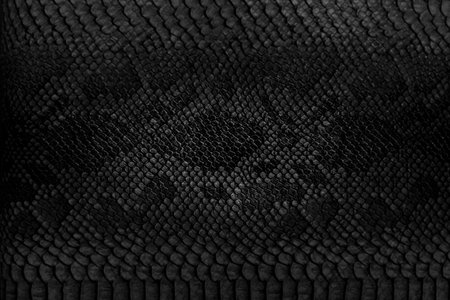 Snake skin background. Close up.の写真素材