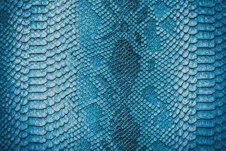 Snake skin background. Close up.の写真素材