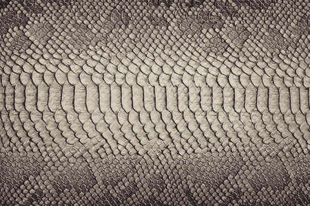 Snake skin background. Close up.の写真素材