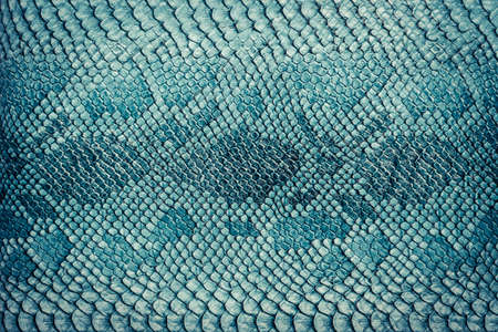 Snake skin background. Close up.の写真素材