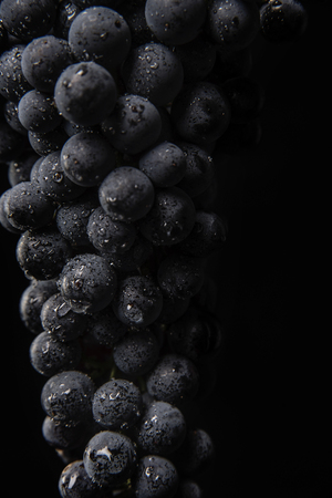 Dark bunch of grape in low light on black isolated background, macro shot, water dropsの写真素材