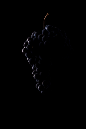 Dark bunch of grape in low light on black isolated background, macro shot, water dropsの写真素材