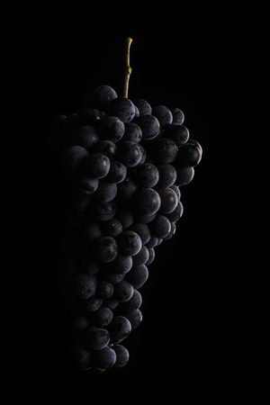 Dark bunch of grape in low light on black isolated background, macro shot, water dropsの写真素材