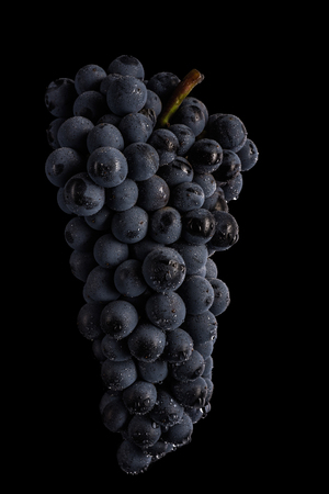 Dark bunch of grape in low light on black isolated background, macro shot, water dropsの写真素材