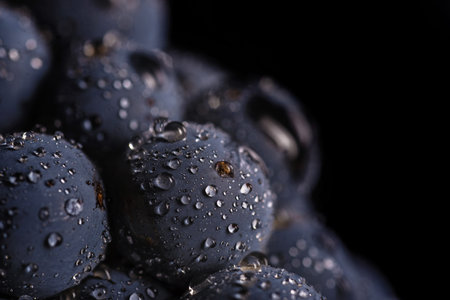 Dark bunch of grape in low light on black isolated background, macro shot, water dropsの写真素材