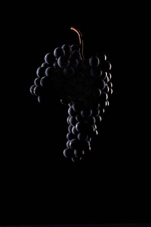 Close up, berries of dark bunch of grape with water drops in low light isolated on black backgroundの写真素材