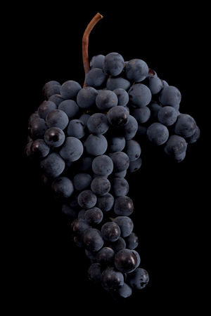 Close up, berries of dark bunch of grape with water drops in low light isolated on black backgroundの写真素材