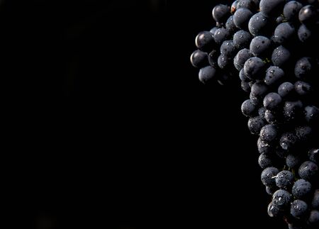 Close up, berries of dark bunch of grape with water drops in low light isolated on black backgroundの写真素材