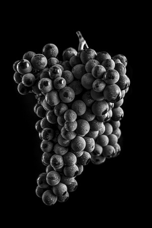 Close up, black and white ,berries of dark bunch of grape with water drops in low light isolated on black backgroundの写真素材
