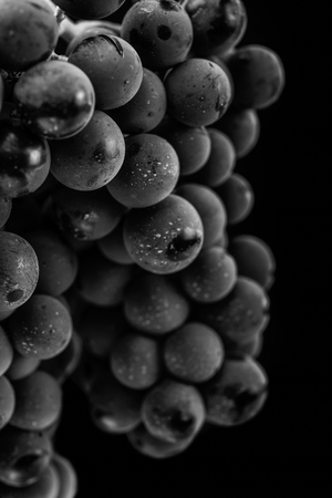 Close up, black and white ,berries of dark bunch of grape with water drops in low light isolated on black backgroundの写真素材