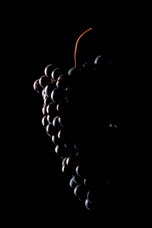 Berries of dark bunch of grape  in low light isolated on black background , water dropsの写真素材