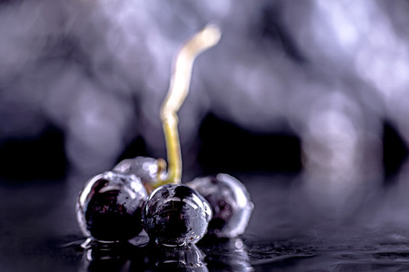 Close-up, berries of dark bunch of grape  in low light isolated on black background, water dropsの写真素材