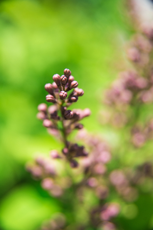 flower on low focus , sky background ,greenの写真素材