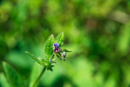 flower on low focus , sky background ,greenの写真素材