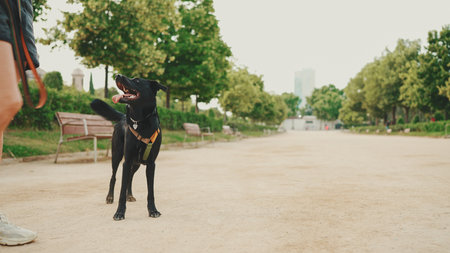 Girl walks along the path in the park with back dog.の写真素材
