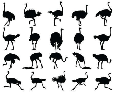 Black silhouettes of ostriches on a white backgroundのイラスト素材