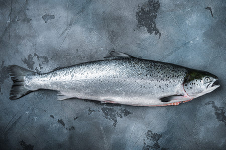 Whole raw salmon on gray background, top view with space for text.
