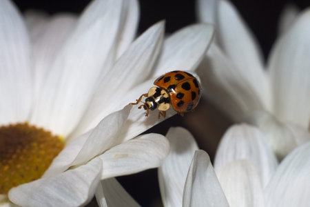 ladybugの写真素材