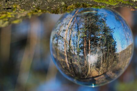 Crystal ball in forestの写真素材