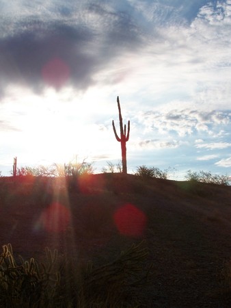 sguaro cactus in the sunの写真素材