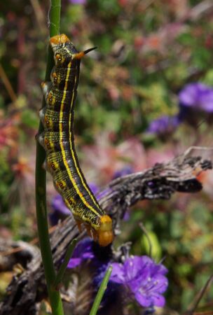 caterpillarの写真素材