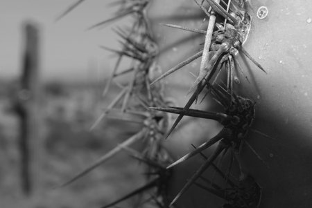 Black and White close up of cactus thornsの写真素材