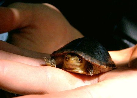 baby turtle in hands
