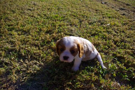 Puppy Cavalier King Charles Spanielの写真素材