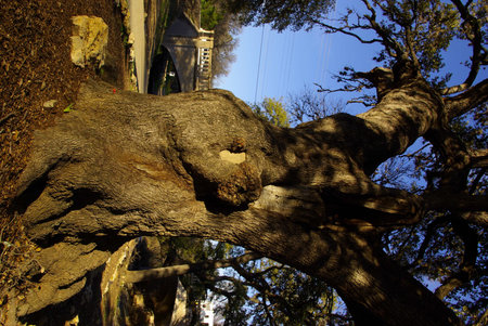 Oak tree