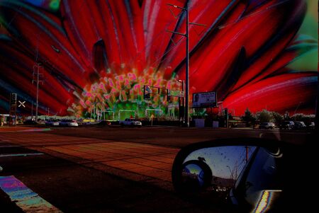flower skyの写真素材
