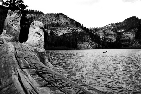 Log and the Lake Black and whiteの写真素材