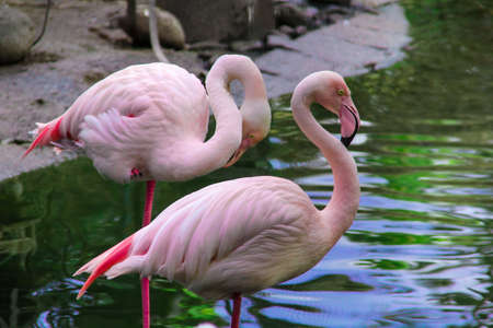 Closeup Shot Of Two Big Pink Flamingo Birds On a Lake Cleaning Them Selves.の写真素材
