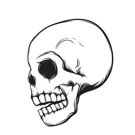 skull, side view, isolated on white, vector illustrationのイラスト素材