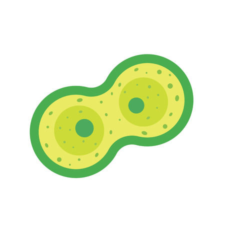 Cell division, mitosis vector illustrationのイラスト素材