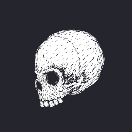 skull vector illustrationのイラスト素材