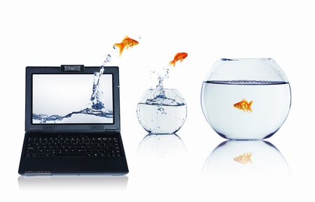 picture of gold fish and laptop computerの写真素材