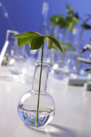 Green plants and scientific equipment in biology laborotaryの写真素材