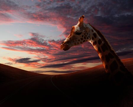 Picture of a giraffe standing against skyの写真素材