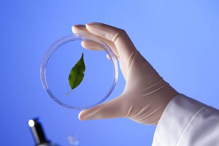 Green plants and scientific equipment in biology laborotaryの写真素材