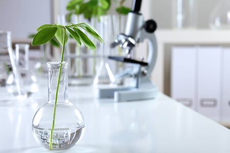 Green plants and scientific equipment in biology laborotaryの写真素材