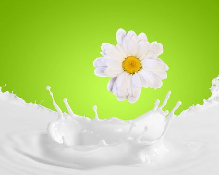 Image of milk splashes with camomile against color backgroundの写真素材