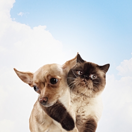 Two home pets next to each other on a light background  funny collageの写真素材