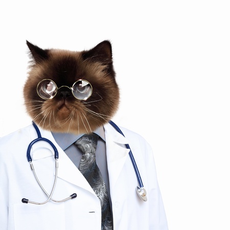 Funny fluffy cat doctor in a robe and glasses  collageの写真素材