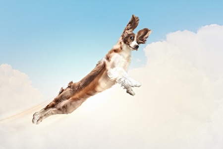 Basset hound flying between the clouds in the sky  funny collageの写真素材