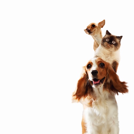 Three home pets next to each other on a light background funny collage Three home pets next to each other on a light background funny collage
