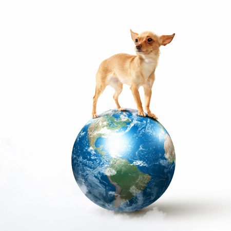 Dog with the Earth planet  Funny collage  Elements of this image are furnished by NASAの写真素材
