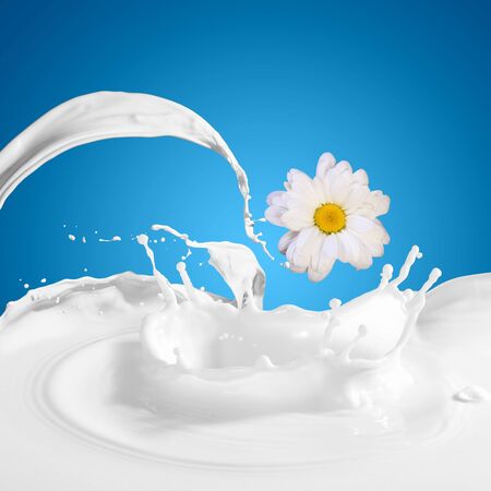 Pouring white and fresh milk with chamomiles on a backgroundの写真素材