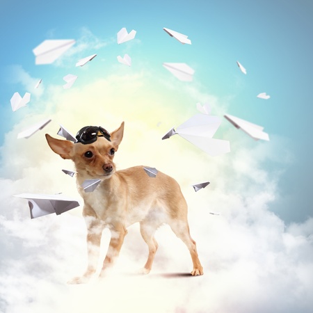 Funny dog portrait on a light background  Collage の写真素材